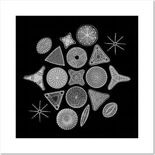 Monochromatic Diatoms Posters and Art